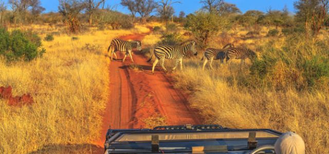 Group of Zebras cross a red sand road during a game drive safari. Madikwe savannah landscape in South Africa. The Zebra belongs to the horse family and stand out for the unique black stripes.